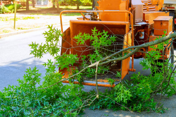 Best Emergency Tree Removal  in Seaford, DE