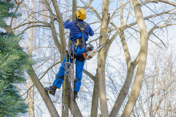 Best Seasonal Cleanup (Spring/Fall)  in Seaford, DE