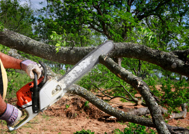 Best Fruit Tree Pruning  in Seaford, DE